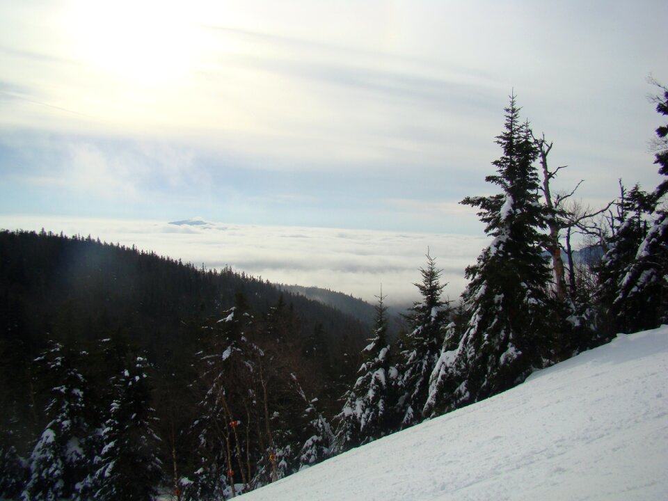 Snow sunny forest