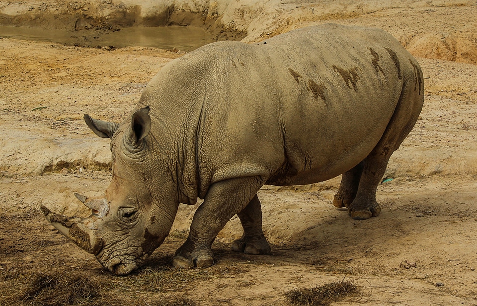 Rhinoceros horns rhino zoo