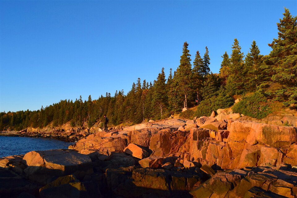 Pine trees maine nature
