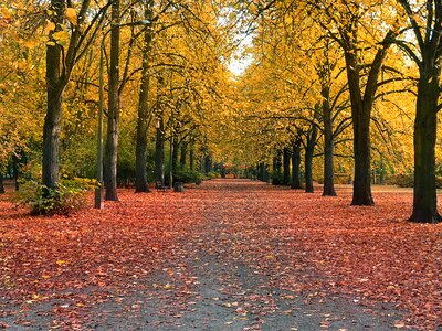 Alley yellow leaves colors of autumn