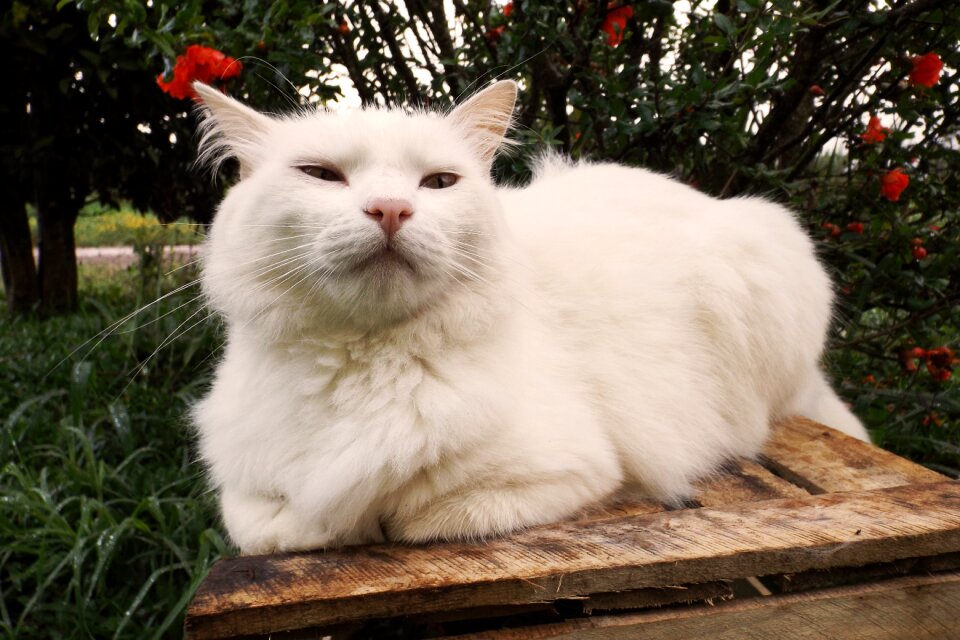 Cuteness white kitten domestic animals