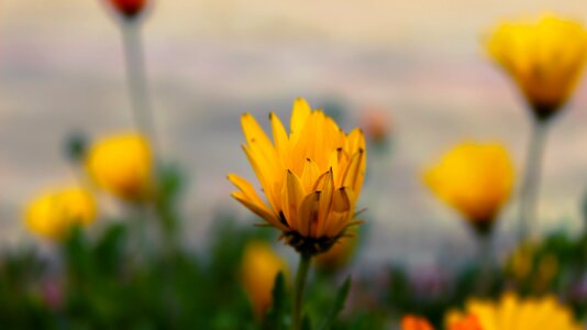 Blossom nature spring