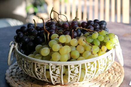 Vine fall black grape photo