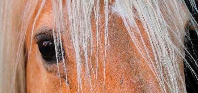 Equine stallion photo