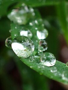 Dew drops grass rain photo