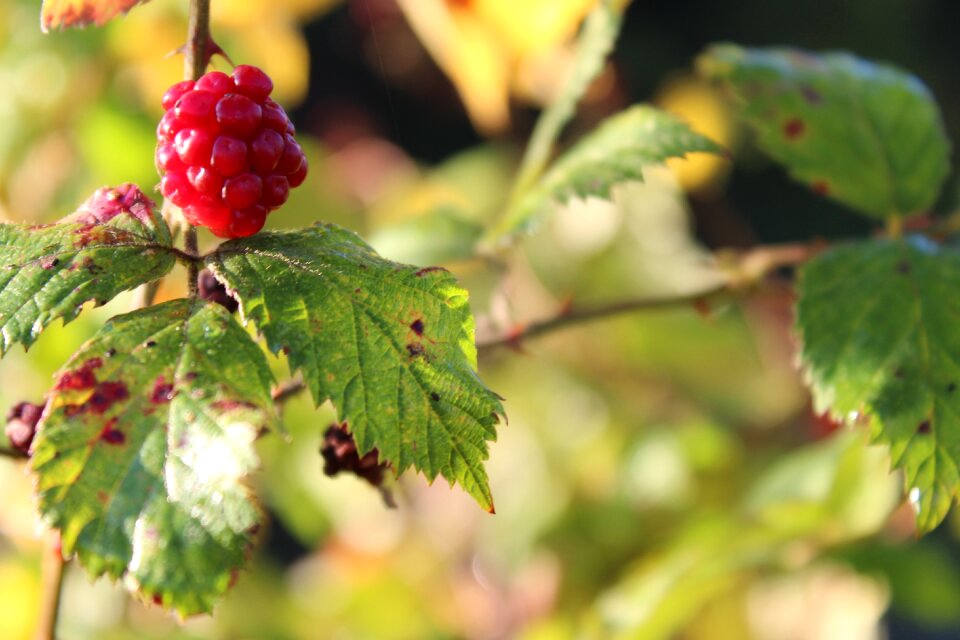 Targeted blur focus red berry
