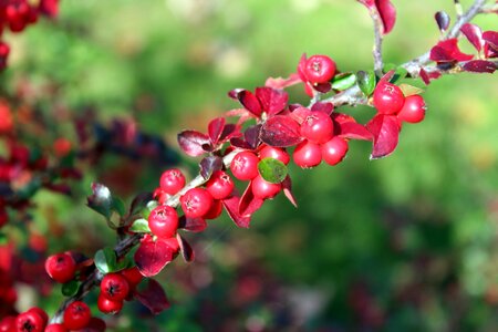 Beads ornamental plants hedge