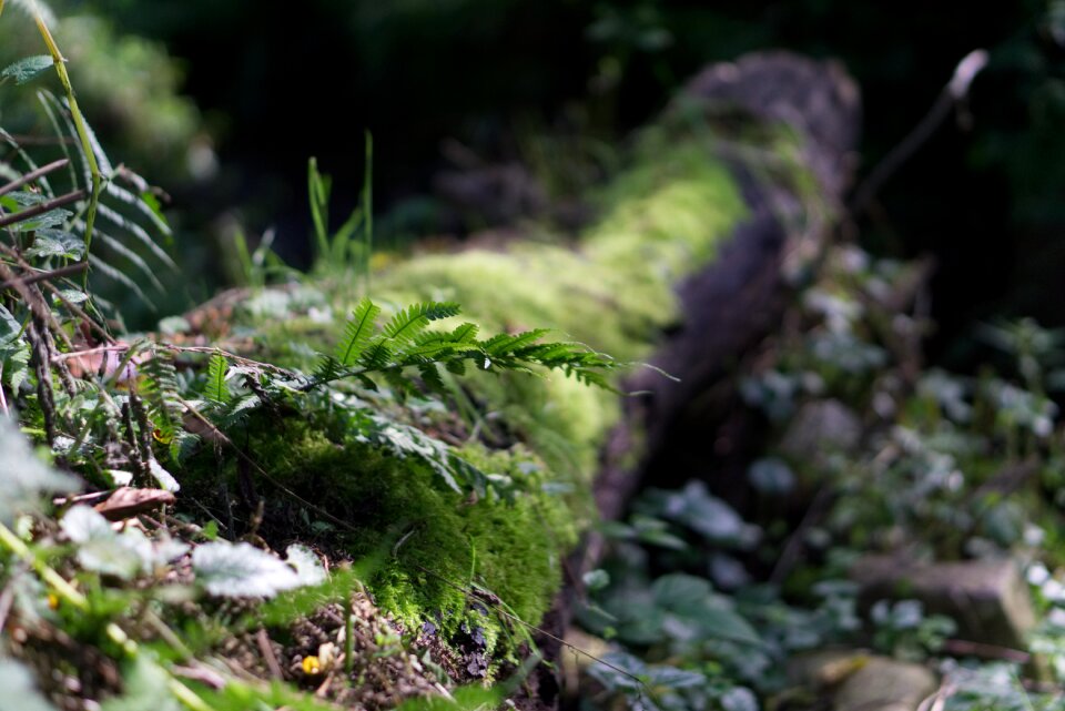 Mood strains blades of grass