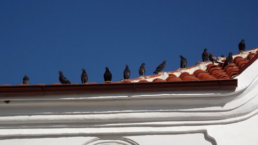Birds sky roof tiles