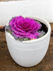 Close up purple flower garden