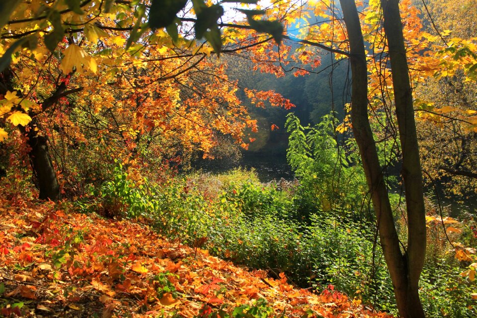 Leaves tree river
