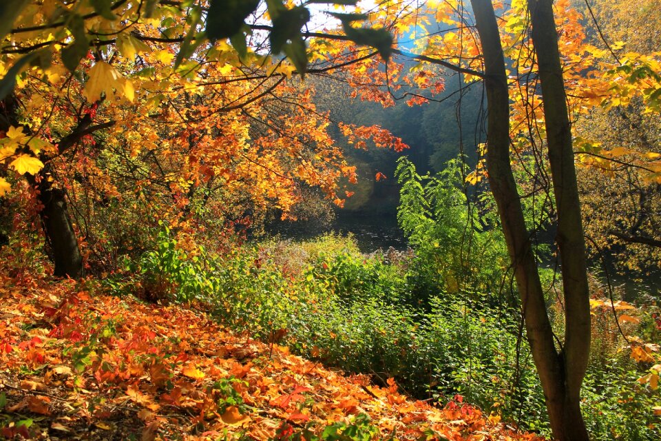 Leaves tree river photo