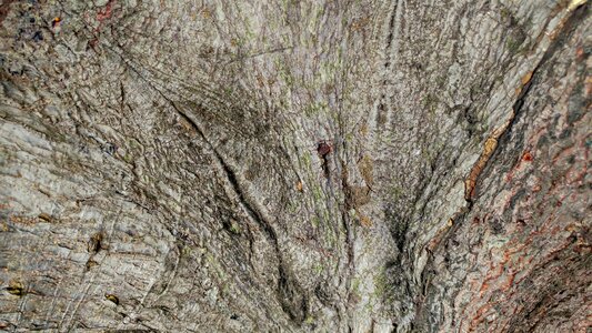 Lumber tree texture photo