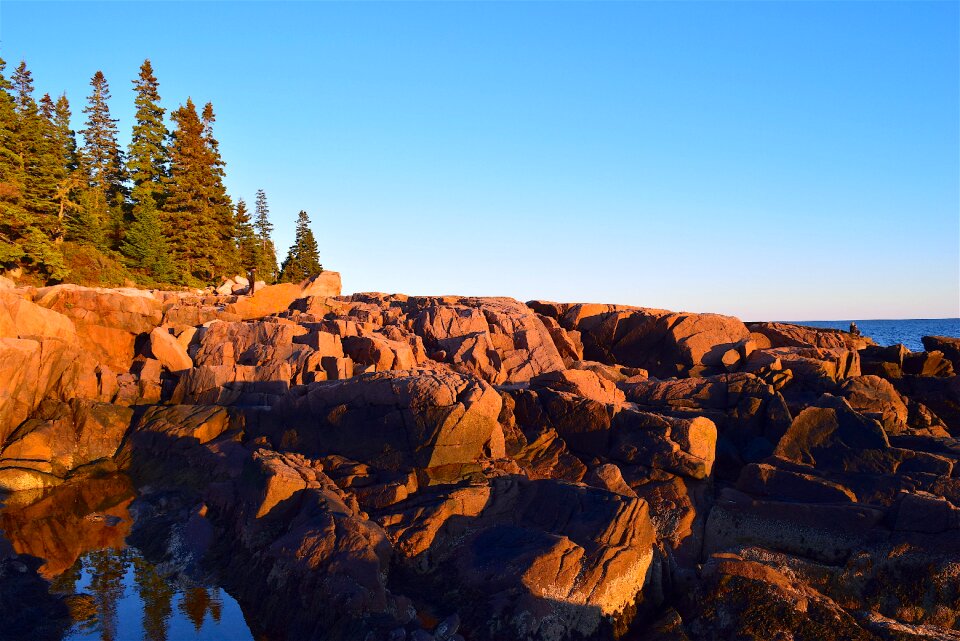 Pine trees maine nature