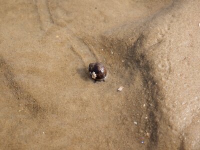 Littorina littorea sea snail coastal zone photo
