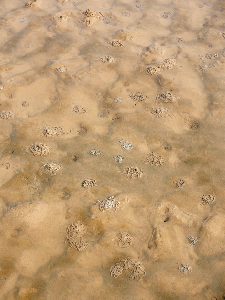 Arenicola marina sand worm pier worm