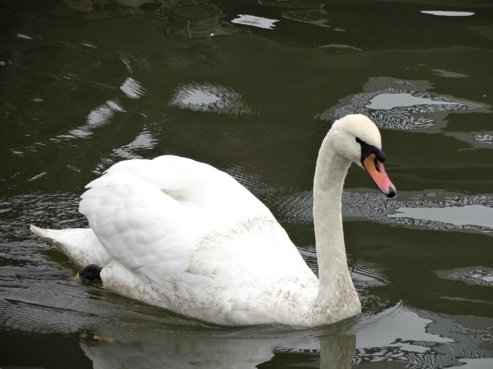 Animal white animal portrait
