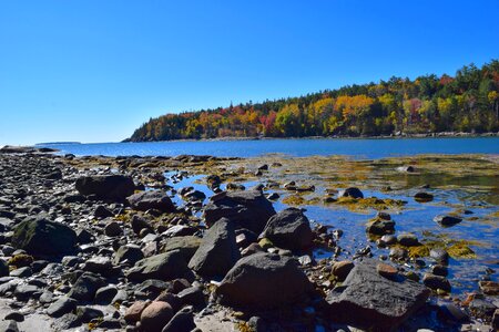 Ocean pine trees maine