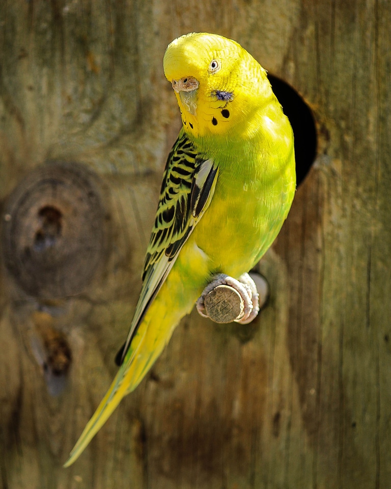 Bird parrot pet photo