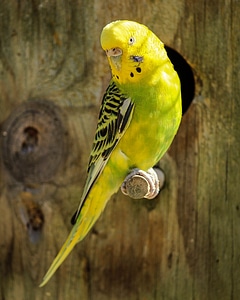 Bird parrot pet