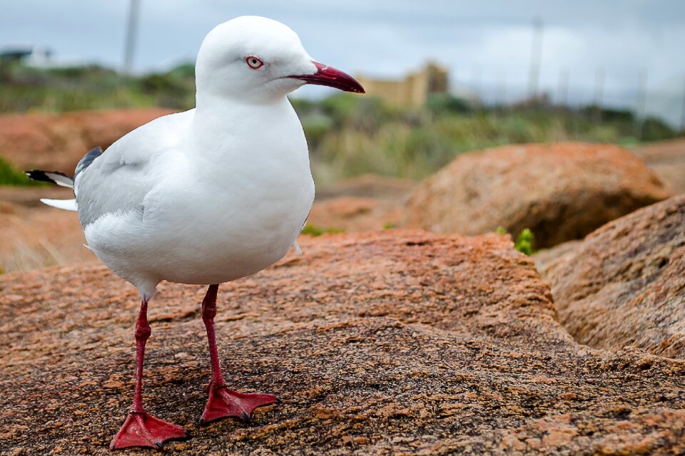 Nature bird wildlife photo