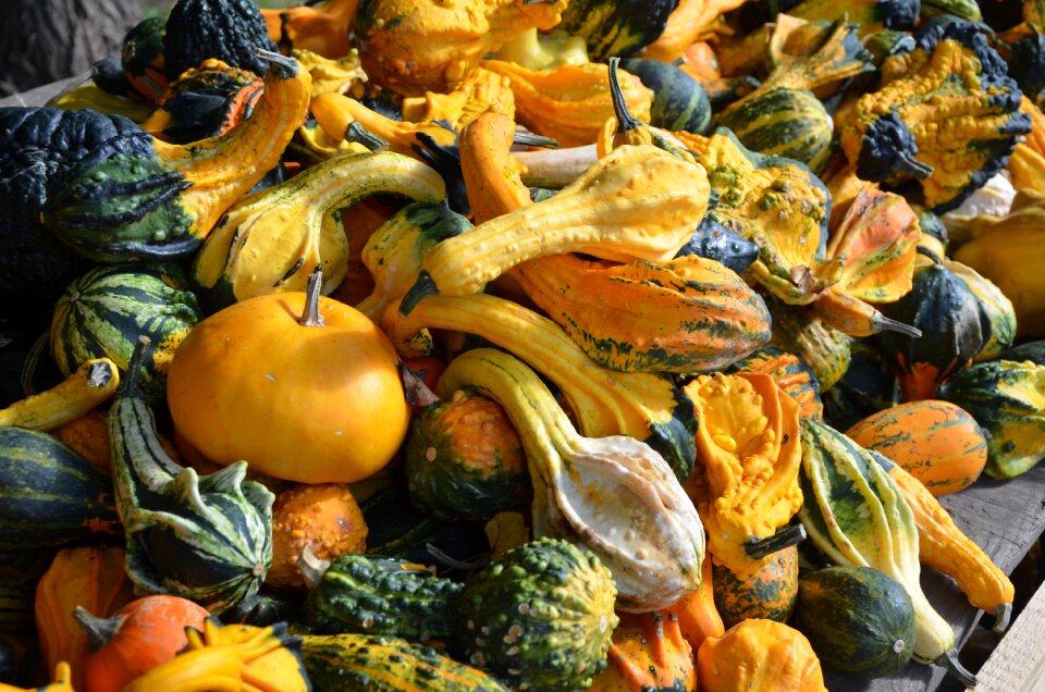 Autumn decoration gourd