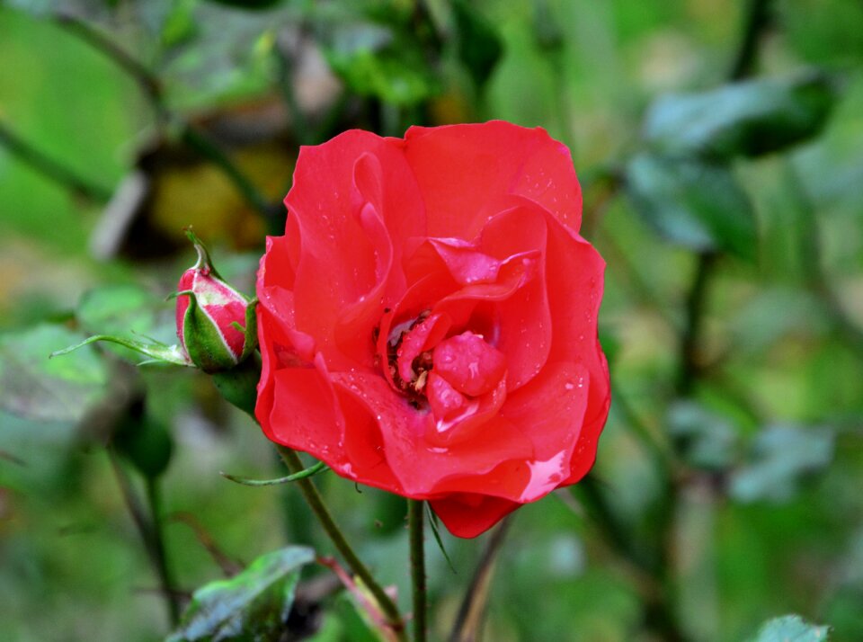 Nature plant tenderness