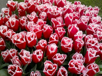 Red dutch tulips flower photo