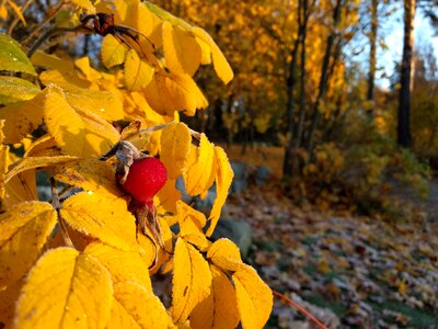 Fall colors autumn leaves rose hip