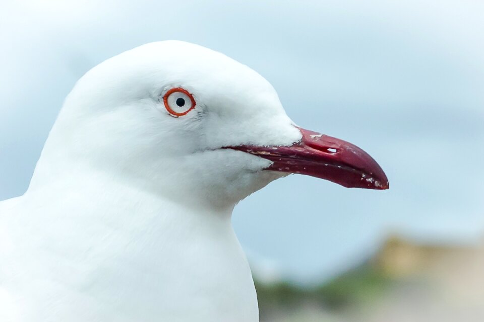 Gull nature beak