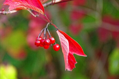 Autumn leaves red leaf berries photo