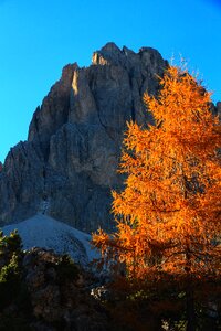 Dolomites autumn tree