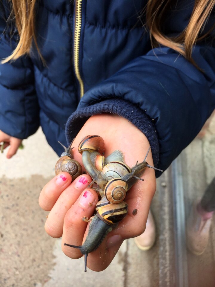 Hand slimy seashell