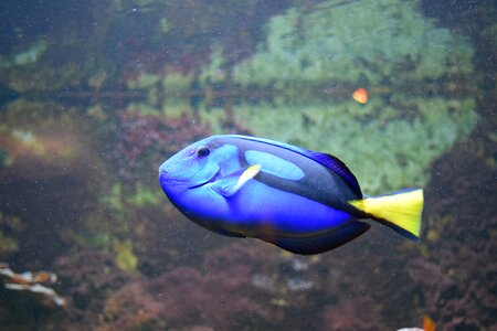 Submarine nature ocean photo