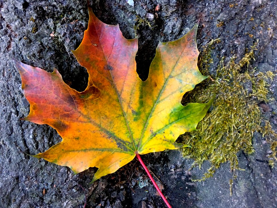 Season nature autumn
