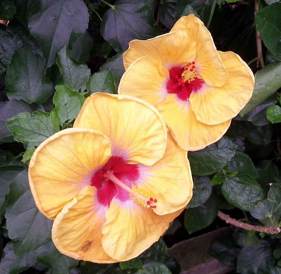 Tropical plant exotic
