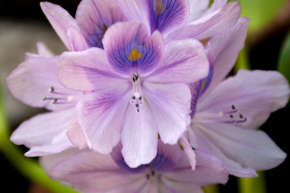 Purple flower cho