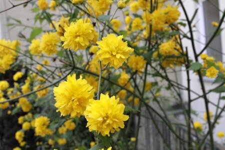 Flowers in the yard vienna bush