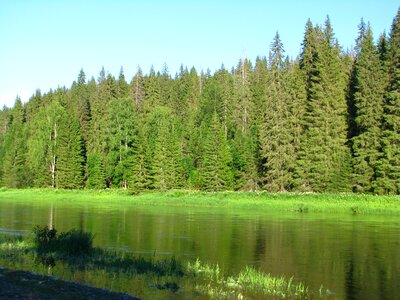 Forest river trees photo