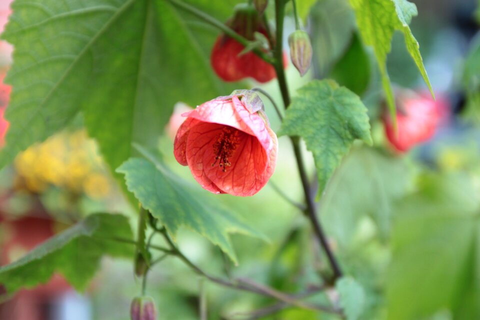 Green blossom bloom