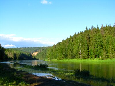 Forest river trees photo