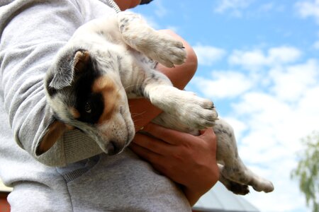 Puppy sky animals
