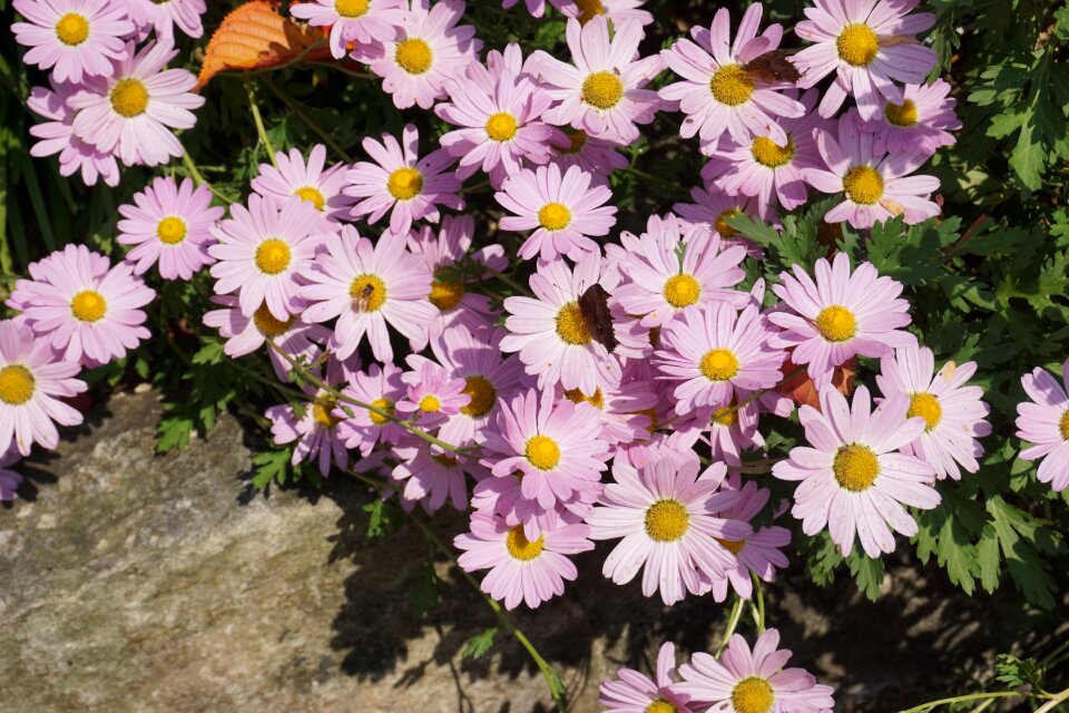 Flowers butterfly autumn
