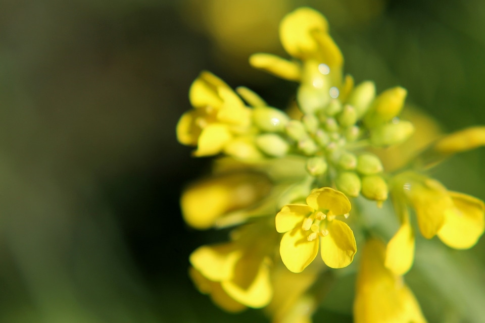 Plant natural blossom
