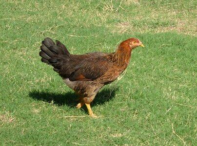 Poultry domestic fowl photo