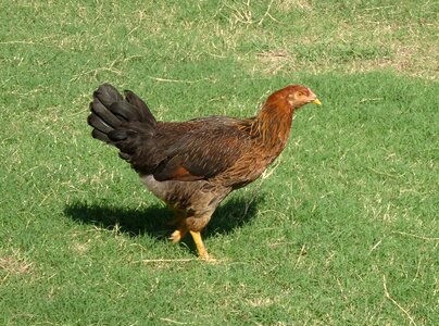 Poultry domestic fowl