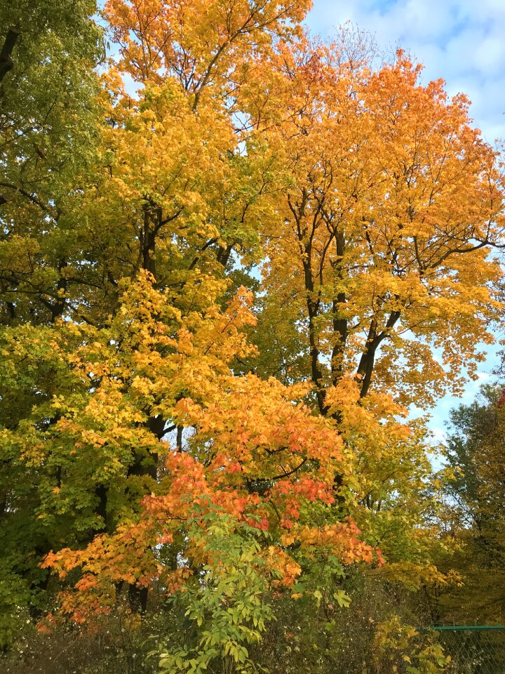 Sights nature autumn