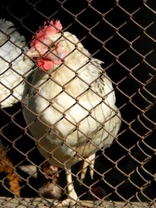 Chickens poultry subsistence farming photo