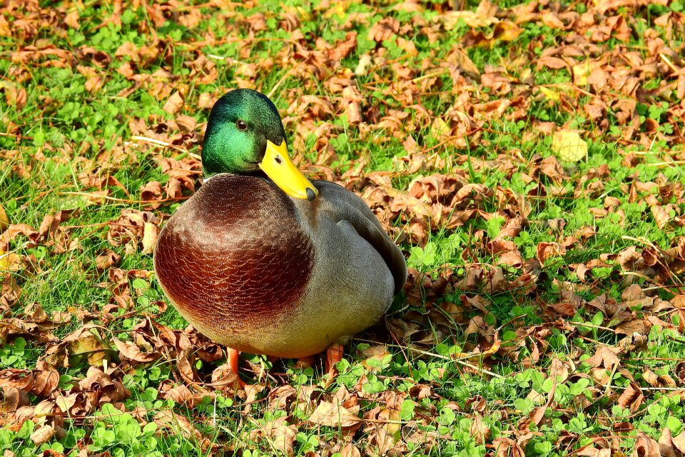 Kaczor wild birds nature