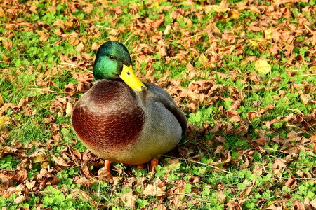 Kaczor wild birds nature
